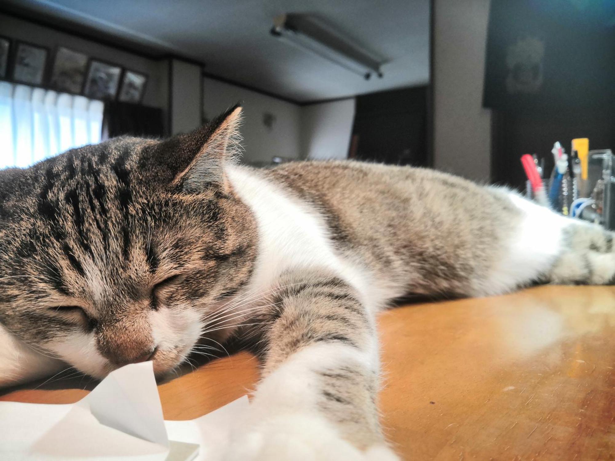 Tiny Guesthouse Umekoji 梅小路 Kyoto Eksteriør bilde